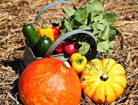 Harvest Festival Services